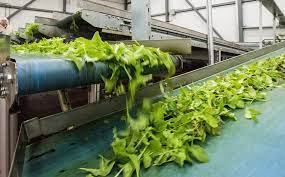 Smart Air-Drying Systems for Lettuce: Enhancing Efficiency and Quality - Maria's Condo