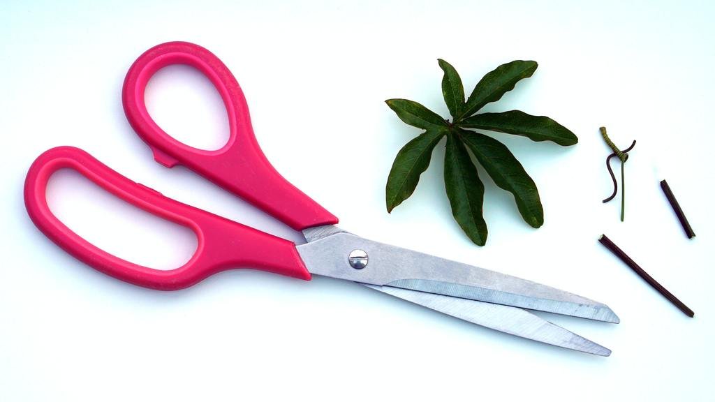 The Do's and Don'ts: Cleaning Your Kitchen Scissors - Maria's Condo